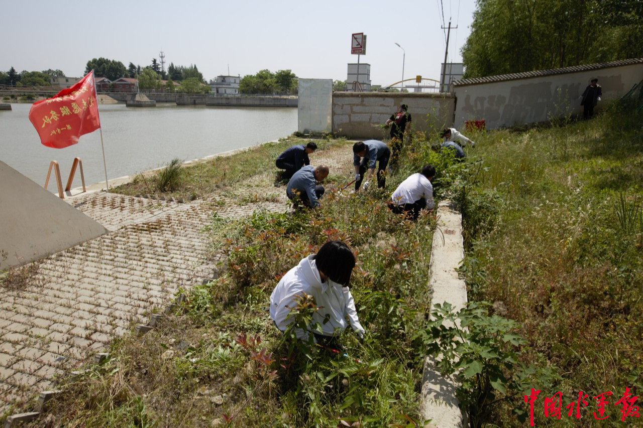 刘老涧船闸党员义务拔草02共建美丽运河