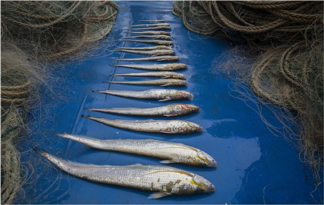 好消息禁渔后长江刀鱼增加25倍百斤大鱼数量有望破纪录