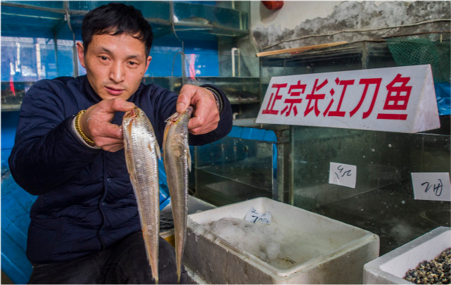 好消息禁漁後長江刀魚增加25倍百斤大魚數量有望破紀錄